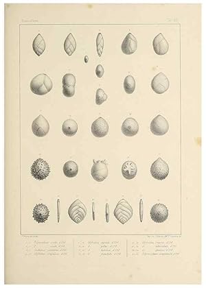 Seller image for Reproduccin/Reproduction 49553223087: Foraminife`res fossiles du bassin tertiaire de Vienne (Autriche) :. Paris :Gide et Compe,1846. for sale by EL BOLETIN