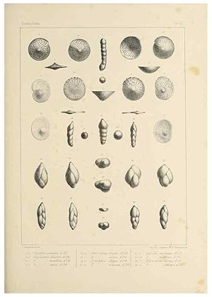 Seller image for Reproduccin/Reproduction 49552978716: Foraminife`res fossiles du bassin tertiaire de Vienne (Autriche) :. Paris :Gide et Compe,1846. for sale by EL BOLETIN