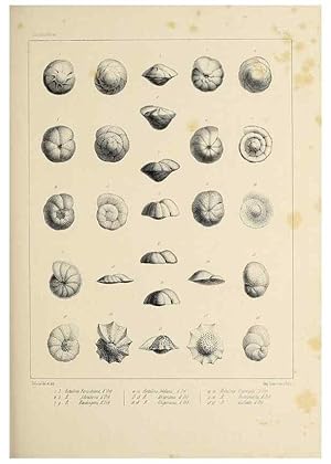 Imagen del vendedor de Reproduccin/Reproduction 49552977641: Foraminife`res fossiles du bassin tertiaire de Vienne (Autriche) :. Paris :Gide et Compe,1846. a la venta por EL BOLETIN