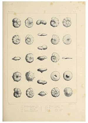 Seller image for Reproduccin/Reproduction 49552978161: Foraminife`res fossiles du bassin tertiaire de Vienne (Autriche) :. Paris :Gide et Compe,1846. for sale by EL BOLETIN