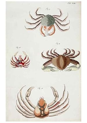 Seller image for Reproduccin/Reproduction 49534261772: Versuch einer Naturgeschichte der Krabben und Krebse :. Berlin ;Bei Gottlieb August Lange,1782-1804. for sale by EL BOLETIN