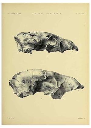 Seller image for Reproduccin/Reproduction 49498553336: Indian Tertiary and post Tertiary Vertebrata. Calcutta :Geological Survey Office [etc., etc.],1874-1902. for sale by EL BOLETIN