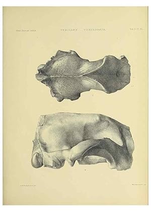 Seller image for Reproduccin/Reproduction 49498780392: Indian Tertiary and post Tertiary Vertebrata. Calcutta :Geological Survey Office [etc., etc.],1874-1902. for sale by EL BOLETIN