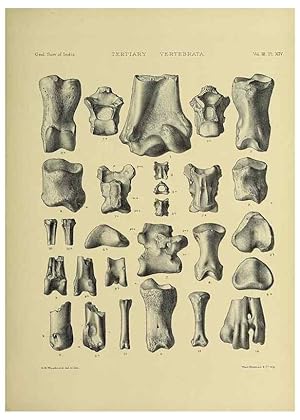 Seller image for Reproduccin/Reproduction 49498611776: Indian Tertiary and post Tertiary Vertebrata. Calcutta :Geological Survey Office [etc., etc.],1874-1902. for sale by EL BOLETIN