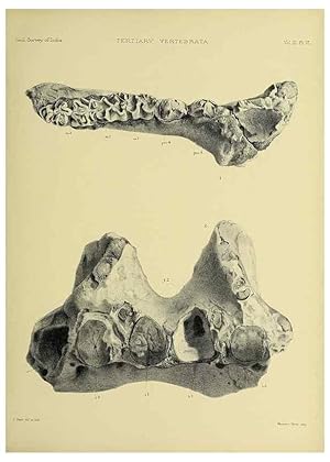 Seller image for Reproduccin/Reproduction 49498606631: Indian Tertiary and post Tertiary Vertebrata. Calcutta :Geological Survey Office [etc., etc.],1874-1902. for sale by EL BOLETIN