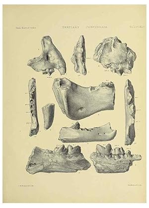 Seller image for Reproduccin/Reproduction 49498782077: Indian Tertiary and post Tertiary Vertebrata. Calcutta :Geological Survey Office [etc., etc.],1874-1902. for sale by EL BOLETIN