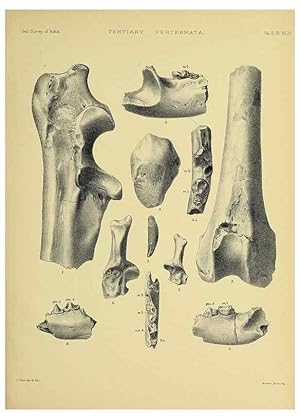 Seller image for Reproduccin/Reproduction 49498556936: Indian Tertiary and post Tertiary Vertebrata. Calcutta :Geological Survey Office [etc., etc.],1874-1902. for sale by EL BOLETIN