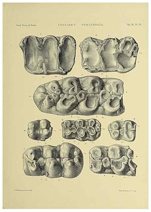 Seller image for Reproduccin/Reproduction 49498831822: Indian Tertiary and post Tertiary Vertebrata. Calcutta :Geological Survey Office [etc., etc.],1874-1902. for sale by EL BOLETIN