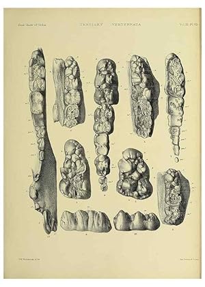 Seller image for Reproduccin/Reproduction 49498110138: Indian Tertiary and post Tertiary Vertebrata. Calcutta :Geological Survey Office [etc., etc.],1874-1902. for sale by EL BOLETIN