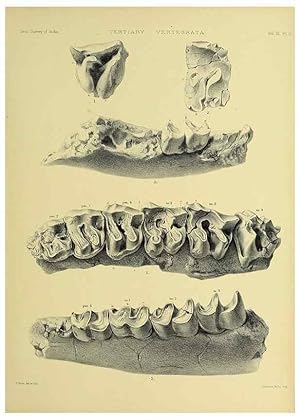 Seller image for Reproduccin/Reproduction 49498604866: Indian Tertiary and post Tertiary Vertebrata. Calcutta :Geological Survey Office [etc., etc.],1874-1902. for sale by EL BOLETIN