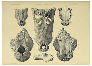 Seller image for Reproduccin/Reproduction 49498853162: Indian Tertiary and post Tertiary Vertebrata. Calcutta :Geological Survey Office [etc., etc.],1874-1902. for sale by EL BOLETIN