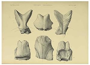 Seller image for Reproduccin/Reproduction 49498842812: Indian Tertiary and post Tertiary Vertebrata. Calcutta :Geological Survey Office [etc., etc.],1874-1902. for sale by EL BOLETIN