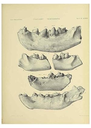 Bild des Verkufers fr Reproduccin/Reproduction 49498779612: Indian Tertiary and post Tertiary Vertebrata. Calcutta :Geological Survey Office [etc., etc.],1874-1902. zum Verkauf von EL BOLETIN