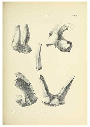 Seller image for Reproduccin/Reproduction 49498472486: Indian Tertiary and post Tertiary Vertebrata. Calcutta :Geological Survey Office [etc., etc.],1874-1902. for sale by EL BOLETIN