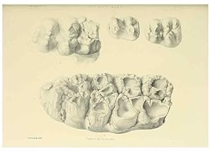 Image du vendeur pour Reproduccin/Reproduction 49497979273: Indian Tertiary and post Tertiary Vertebrata. Calcutta :Geological Survey Office [etc., etc.],1874-1902. mis en vente par EL BOLETIN