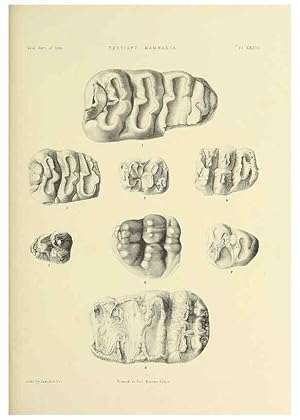 Seller image for Reproduccin/Reproduction 49498476246: Indian Tertiary and post Tertiary Vertebrata. Calcutta :Geological Survey Office [etc., etc.],1874-1902. for sale by EL BOLETIN