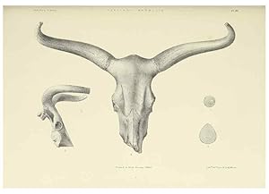 Imagen del vendedor de Reproduccin/Reproduction 49497967323: Indian Tertiary and post Tertiary Vertebrata. Calcutta :Geological Survey Office [etc., etc.],1874-1902. a la venta por EL BOLETIN