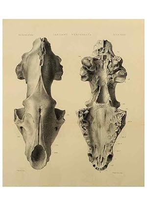 Seller image for Reproduccin/Reproduction 49498553671: Indian Tertiary and post Tertiary Vertebrata. Calcutta :Geological Survey Office [etc., etc.],1874-1902. for sale by EL BOLETIN