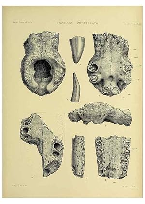 Seller image for Reproduccin/Reproduction 49498132063: Indian Tertiary and post Tertiary Vertebrata. Calcutta :Geological Survey Office [etc., etc.],1874-1902. for sale by EL BOLETIN