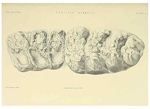 Bild des Verkufers fr Reproduccin/Reproduction 49498475561: Indian Tertiary and post Tertiary Vertebrata. Calcutta :Geological Survey Office [etc., etc.],1874-1902. zum Verkauf von EL BOLETIN