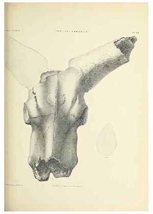 Bild des Verkufers fr Reproduccin/Reproduction 49498693242: Indian Tertiary and post Tertiary Vertebrata. Calcutta :Geological Survey Office [etc., etc.],1874-1902. zum Verkauf von EL BOLETIN