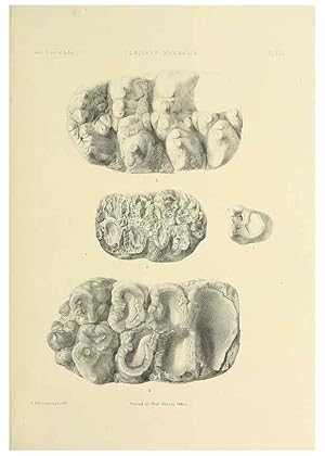 Bild des Verkufers fr Reproduccin/Reproduction 49497981438: Indian Tertiary and post Tertiary Vertebrata. Calcutta :Geological Survey Office [etc., etc.],1874-1902. zum Verkauf von EL BOLETIN