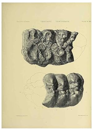 Bild des Verkufers fr Reproduccin/Reproduction 49498612536: Indian Tertiary and post Tertiary Vertebrata. Calcutta :Geological Survey Office [etc., etc.],1874-1902. zum Verkauf von EL BOLETIN