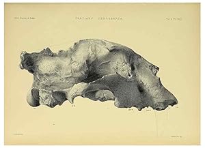 Bild des Verkufers fr Reproduccin/Reproduction 49498555751: Indian Tertiary and post Tertiary Vertebrata. Calcutta :Geological Survey Office [etc., etc.],1874-1902. zum Verkauf von EL BOLETIN