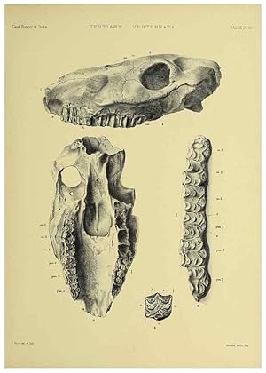 Bild des Verkufers fr Reproduccin/Reproduction 49498831337: Indian Tertiary and post Tertiary Vertebrata. Calcutta :Geological Survey Office [etc., etc.],1874-1902. zum Verkauf von EL BOLETIN