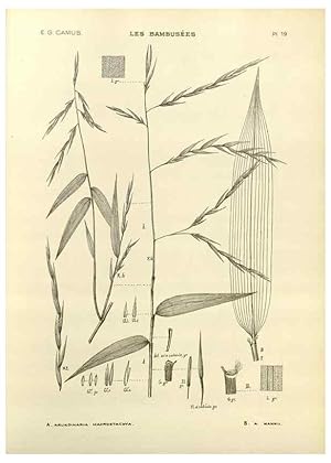 Imagen del vendedor de Reproduccin/Reproduction 49011925213: Les Bambuses:. Paris,P. Lechevalier,1913. a la venta por EL BOLETIN