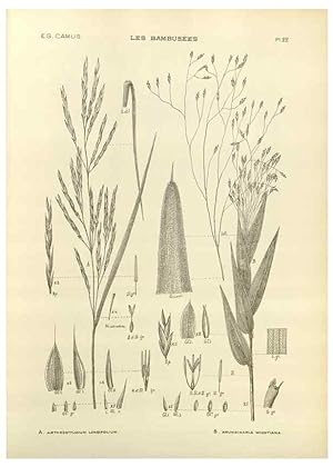 Imagen del vendedor de Reproduccin/Reproduction 49012455796: Les Bambuses:. Paris,P. Lechevalier,1913. a la venta por EL BOLETIN