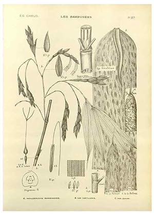 Imagen del vendedor de Reproduccin/Reproduction 49012665992: Les Bambuses:. Paris,P. Lechevalier,1913. a la venta por EL BOLETIN