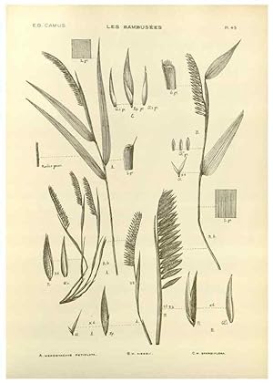 Imagen del vendedor de Reproduccin/Reproduction 49012671712: Les Bambuses:. Paris,P. Lechevalier,1913. a la venta por EL BOLETIN