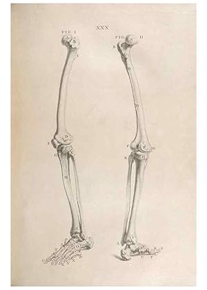 Seller image for Reproduccin/Reproduction 48832438248: Osteographia, or the Anatomy of the Bones. London,1733. for sale by EL BOLETIN