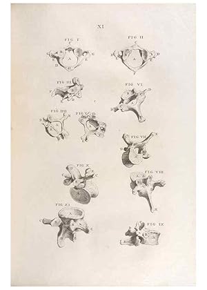 Bild des Verkufers fr Reproduccin/Reproduction 48832967237: Osteographia, or the Anatomy of the Bones. London,1733. zum Verkauf von EL BOLETIN