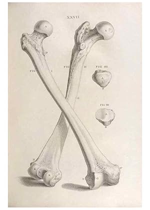 Seller image for Reproduccin/Reproduction 48832437113: Osteographia, or the Anatomy of the Bones. London,1733. for sale by EL BOLETIN