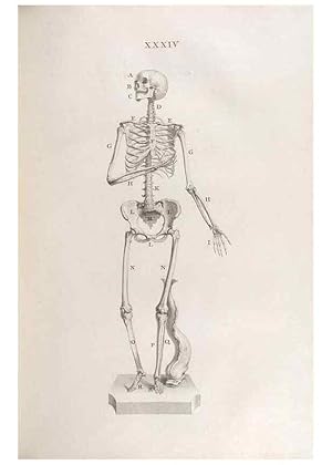 Bild des Verkufers fr Reproduccin/Reproduction 48832805616: Osteographia, or the Anatomy of the Bones. London,1733. zum Verkauf von EL BOLETIN