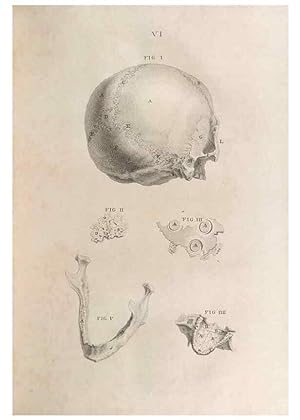 Bild des Verkufers fr Reproduccin/Reproduction 48832428873: Osteographia, or the Anatomy of the Bones. London,1733. zum Verkauf von EL BOLETIN