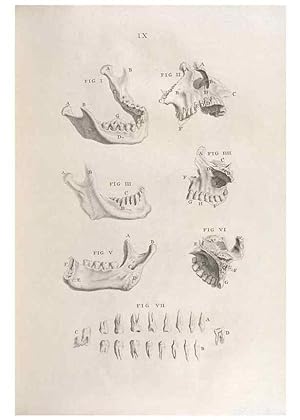 Bild des Verkufers fr Reproduccin/Reproduction 48832795891: Osteographia, or the Anatomy of the Bones. London,1733. zum Verkauf von EL BOLETIN