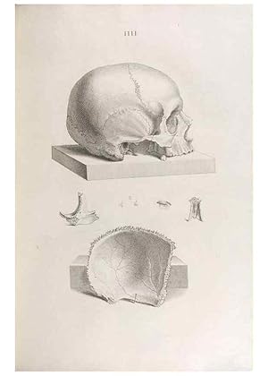 Seller image for Reproduccin/Reproduction 48832985212: Osteographia, or the Anatomy of the Bones. London,1733. for sale by EL BOLETIN