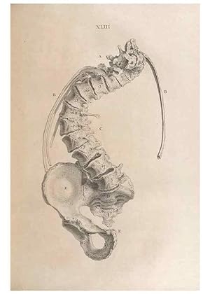 Bild des Verkufers fr Reproduccin/Reproduction 48832979067: Osteographia, or the Anatomy of the Bones. London,1733. zum Verkauf von EL BOLETIN