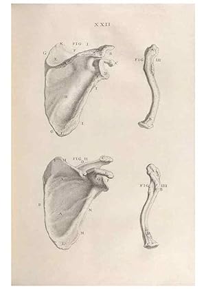 Bild des Verkufers fr Reproduccin/Reproduction 48832801216: Osteographia, or the Anatomy of the Bones. London,1733. zum Verkauf von EL BOLETIN