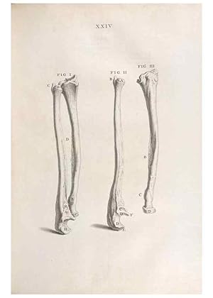 Bild des Verkufers fr Reproduccin/Reproduction 48832435983: Osteographia, or the Anatomy of the Bones. London,1733. zum Verkauf von EL BOLETIN