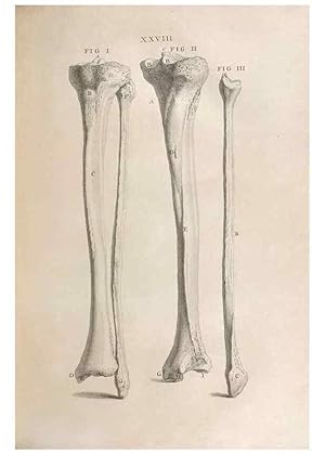 Bild des Verkufers fr Reproduccin/Reproduction 48832973937: Osteographia, or the Anatomy of the Bones. London,1733. zum Verkauf von EL BOLETIN