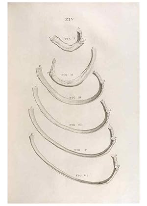 Bild des Verkufers fr Reproduccin/Reproduction 48832968552: Osteographia, or the Anatomy of the Bones. London,1733. zum Verkauf von EL BOLETIN