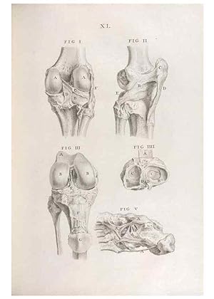 Bild des Verkufers fr Reproduccin/Reproduction 48832441383: Osteographia, or the Anatomy of the Bones. London,1733. zum Verkauf von EL BOLETIN