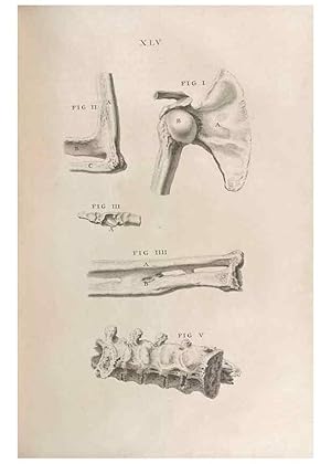 Seller image for Reproduccin/Reproduction 48832809151: Osteographia, or the Anatomy of the Bones. London,1733. for sale by EL BOLETIN