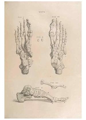 Bild des Verkufers fr Reproduccin/Reproduction 48832974302: Osteographia, or the Anatomy of the Bones. London,1733. zum Verkauf von EL BOLETIN