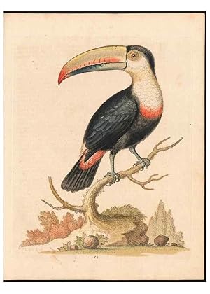 Immagine del venditore per Reproduccin/Reproduction 48832946883: A natural history of uncommon birds :. London :Printed for the author, at the College of Physicians in Warwick-Lane,1743-1751. venduto da EL BOLETIN