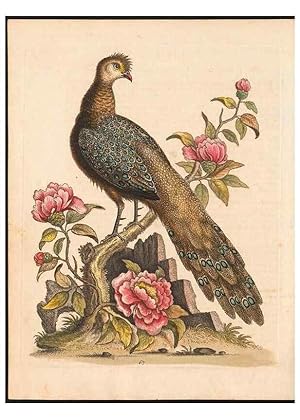 Immagine del venditore per Reproduccin/Reproduction 48833488347: A natural history of uncommon birds :. London :Printed for the author, at the College of Physicians in Warwick-Lane,1743-1751. venduto da EL BOLETIN